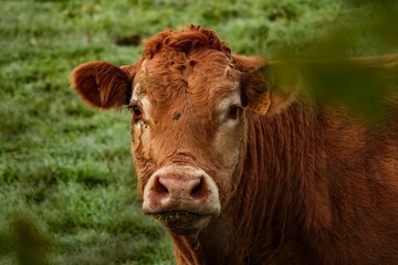 Closeup shot of a brown Limousin cattle goat on a grass field