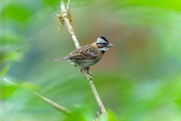 Closeup shot of a Rufous-collared sparrow on a wooden tree branch with leaves in the background