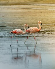Vertical closeup shot of two pink flamingos walking in the lake water