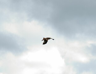 Kite flying in the cloudy grey sky