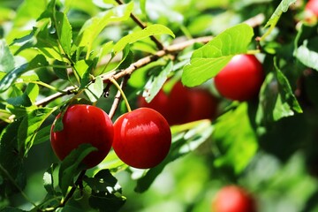 ripe red plum on a branch with green leaves closeup
