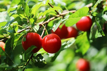 ripe red plum on a branch with green leaves closeup