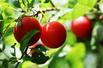 ripe red plum on a branch with green leaves closeup
