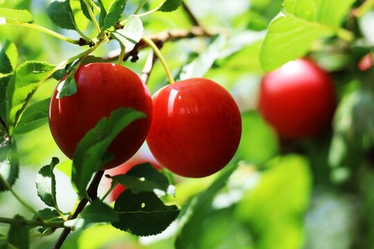 ripe red plum on a branch with green leaves closeup
