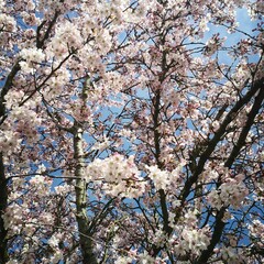 Closeup of cherry blossom flowers on a blue sky background