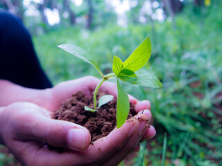 plant in hand