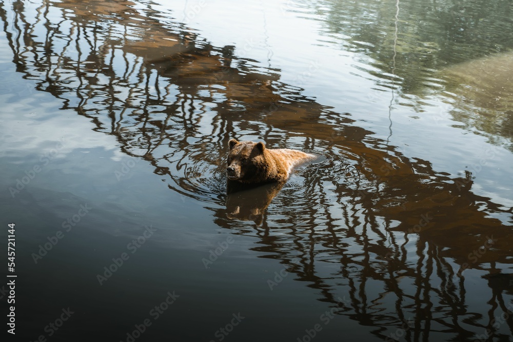 Canvas Prints Beautiful shot of a brown grizzly bear swimming in lake with fence reflected in it, in zoo