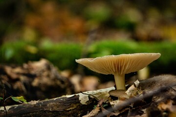 Closeup of Lactarius chrysorrheus, yellowdrop milkcap.
