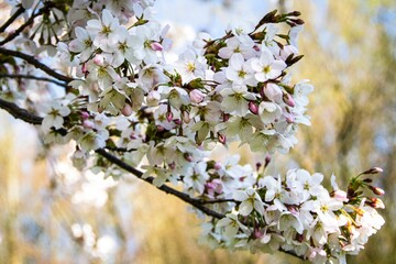 Closeup of beautiful white cherry blossoms blooming in spring under a bright blue sky.