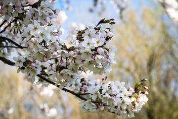 Closeup of beautiful white cherry blossoms blooming in spring under a bright blue sky.
