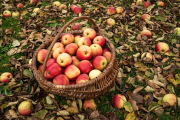 close up of  a wicker basket full with red apples