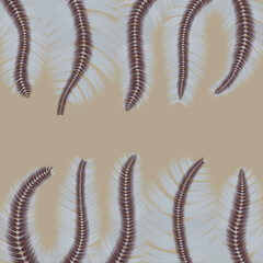 background with spiral a feather