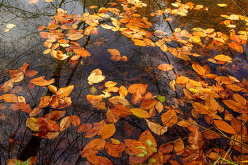 autumn leaves on the ground