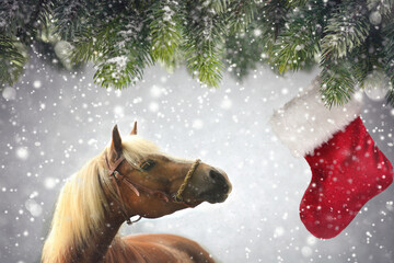 Weihnachten: Haflinger Pferd im Schnee vor Nikolausschuh
