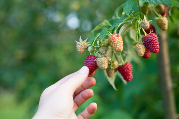 Harvest of ripe berries from the summer raspberry bush.