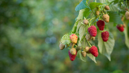 Raspberry fruit ready for harvest -  delicious soft berries in the kitchen garden.