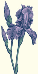 Iris flower. Editable hand drawn illustration. Vector vintage engraving. 8 EPS - 545721977