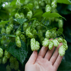 Green hop cones  -  Humulus Lupus  - collected in the vegetable and medicinal garden - an important...