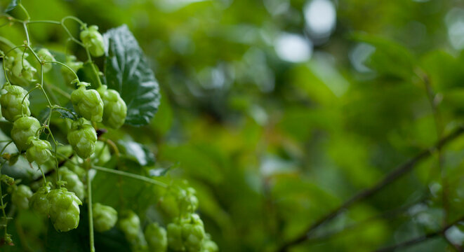 「Humulus」の画像 - 19,316 件の Stock 写真、ベクターおよびビデオ | Adobe Stock