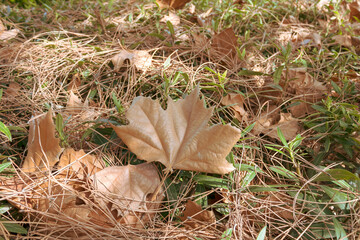 Autumn leaves and dry pine needles among green grass on forest floor 