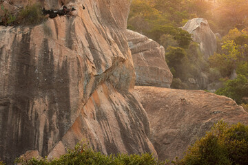 Ring-tailed lemur, Lemur catta in its typical rocky environment. Lemur conservancy project in Anja Community Reserve, Madagascar. 