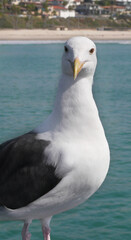 Seagull on the San Clemente Pier in Orange County, California, USA