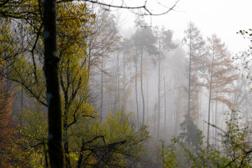 Bei Trippstadt- Kahrlstalschlucht-Pfalz im Herbst