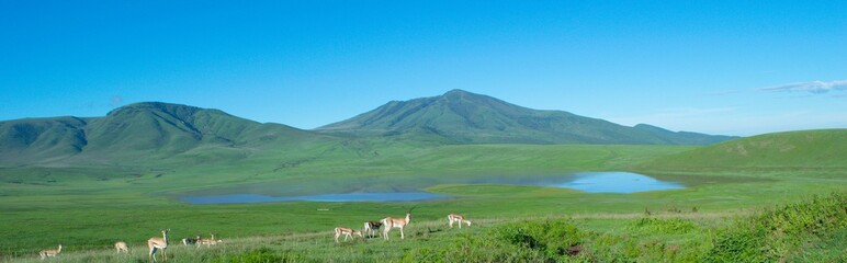 Scenic view of the Kusasenri with deer in  Minamiaso, Japan on a sunny day