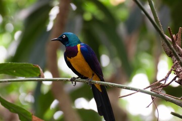 Shallow focus shot of a golden-breasted starling bird perched on a tree twig