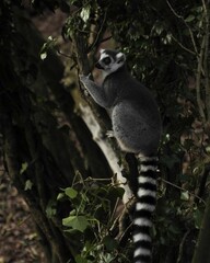 Ring-tailed Lemur clinging climbing the tree branch