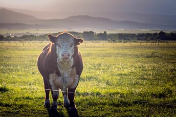 Beautiful shot of a cow grazing on a rural field under a sunny sky