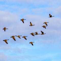 Flock of Canadian geese flying in a bright blue sunset sky