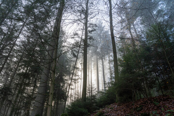 Bei Trippstadt- Karlstalschlucht-Pfalz im Herbst