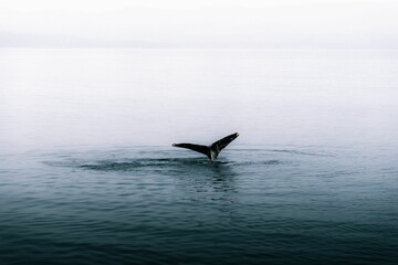 Beautiful shot of a humpback whale sighting swimming in dark waters in Alaska