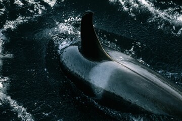 Beautiful shot of a killer orca whale sighting swimming in dark waters in Alaska © Mitch Slack/Wirestock Creators