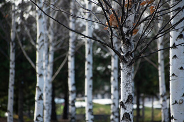 Forest of birch trees in autumn