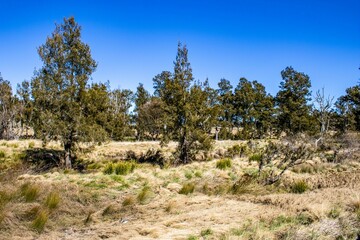 Field of trees and grass at the Severn River, New South Wales, Australia on a bright sunny day