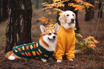 Corgi and Golden retriever sit in the autumn forest and look at the camera