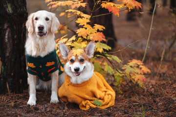 Golden retriever and Corgi sit in the autumn forest and look at the camera
