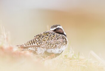 Obraz premium Closeup of a European golden plover, Pluvialis apricaria.