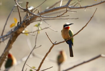 White fronted Bee Eater in the Kruger national park