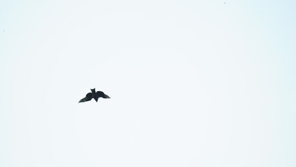 eagle flying in sky in summer.isolated image