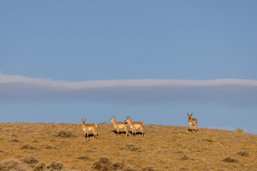 Fototapeta na wymiar Pronghorn Antelope Buck and Does in the Wyoming Desert