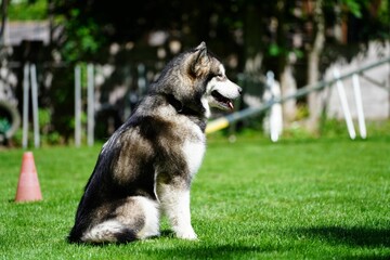 Puppy of Siberian husky peacefully resting on green grass