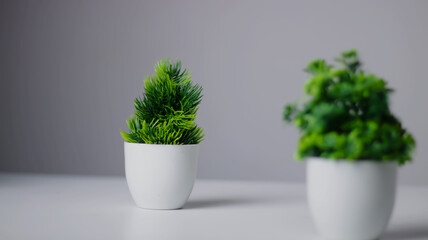 plant in a pot with white table with whitte back background