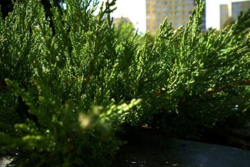 green grass and sun