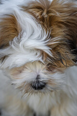 Lhasa apso puppy 