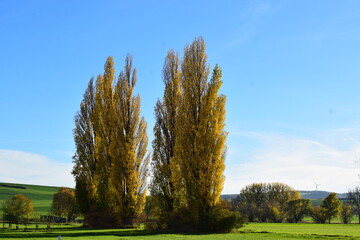herbstliche Zypressen