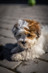 Lhasa apso puppy 