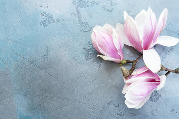 Obraz na płótnie Canvas Spring magnolia flowers
